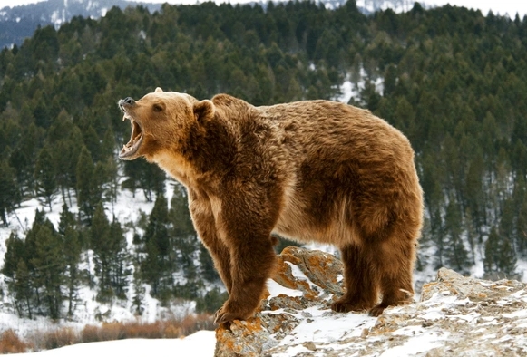 angry bear photography