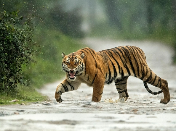 angry tiger photography