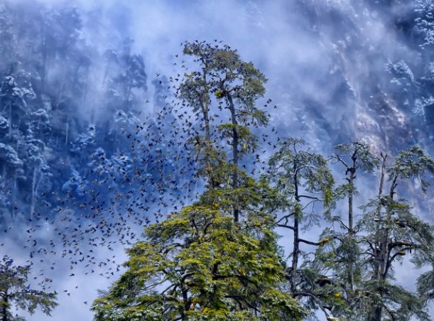 environmental photography award monaco