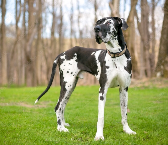 Black and White Great Dane Pictures