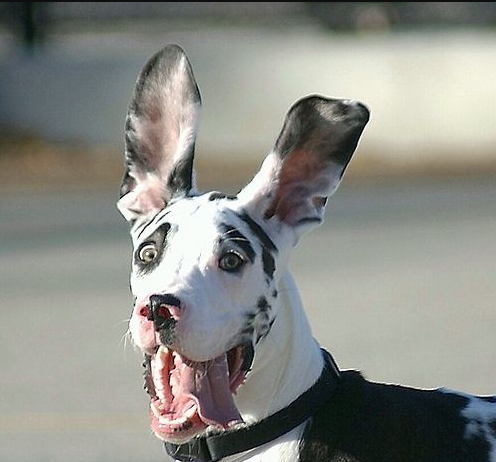 Funny Great Dane Photos