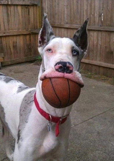 Funny Great Dane Photos