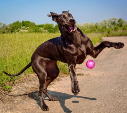 Funny Great Dane Photos