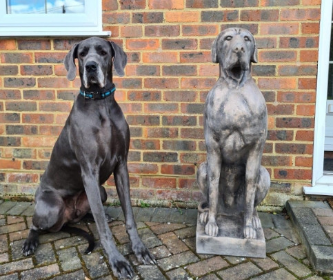 Great Dane Photography