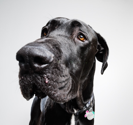 Great Dane Photography