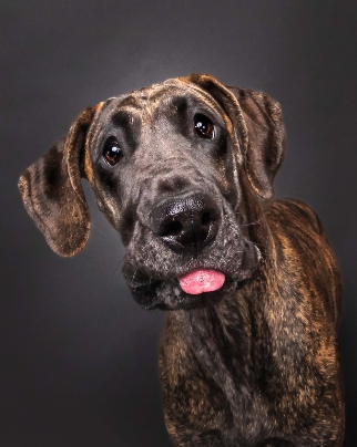 Great Dane Portrait