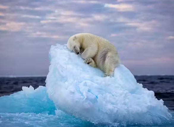 polar bear photography