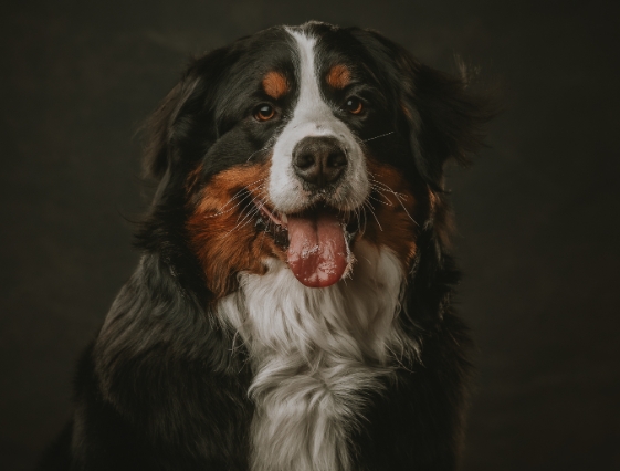 portraits of dogs from photos