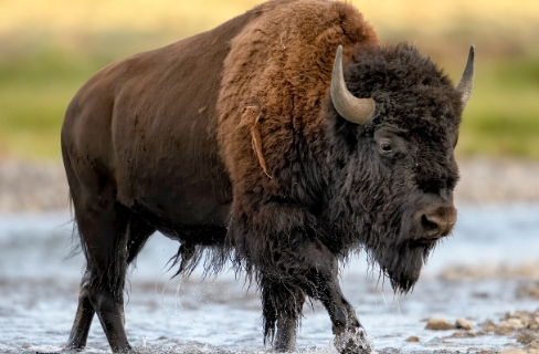 bison photography