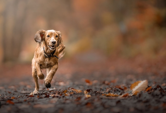 animal photography near me