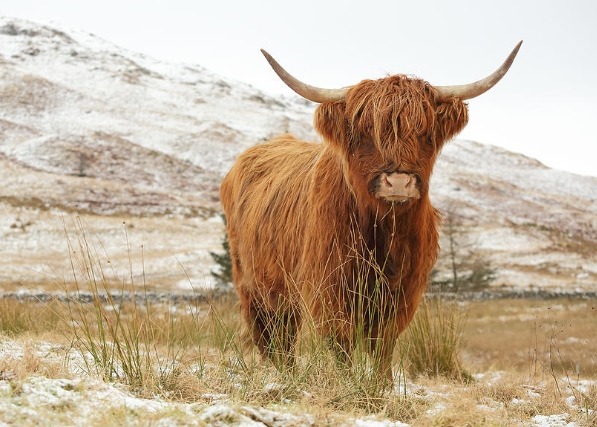 highland cow photography