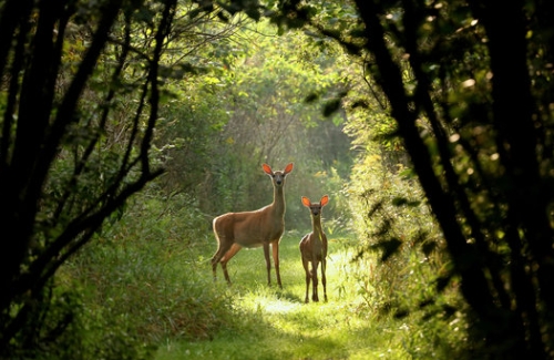 wildlife stock photos