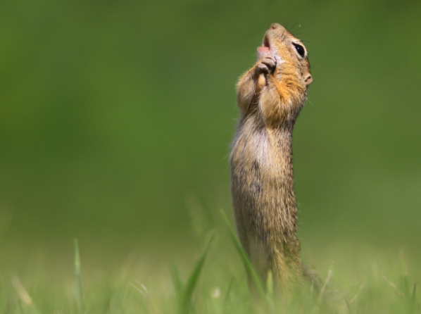 comedy wildlife photography